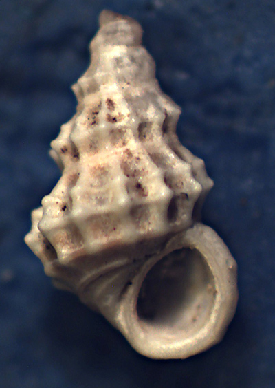 Alvania tessellata